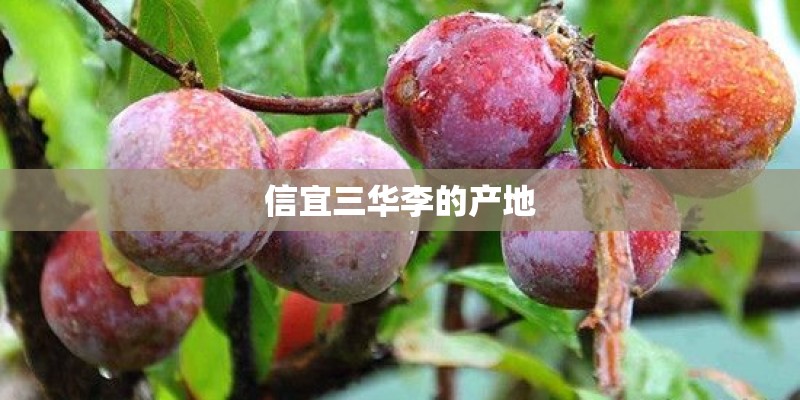 信宜三华李的产地 信宜三华李的产地