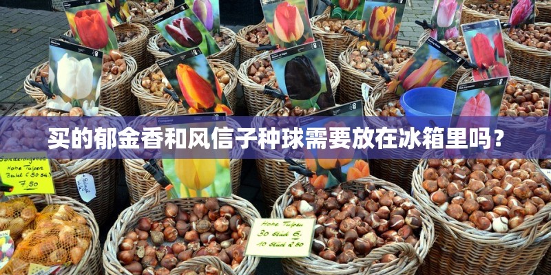 买的郁金香和风信子种球需要放在冰箱里吗? 买的郁金香和风信子种球需要放在冰箱里吗?