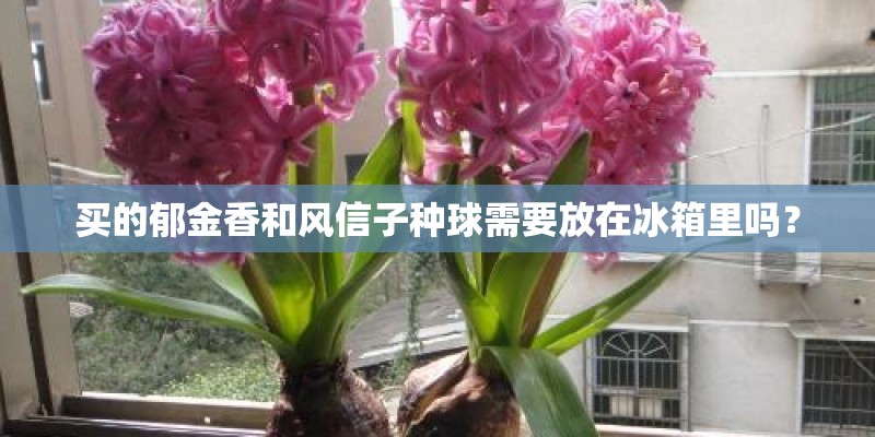 买的郁金香和风信子种球需要放在冰箱里吗? 买的郁金香和风信子种球需要放在冰箱里吗?
