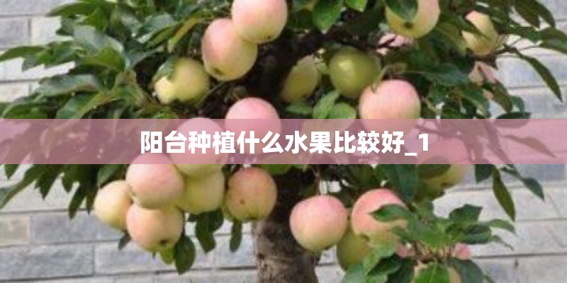 阳台种植什么水果比较好_1 阳台种植什么水果比较好_1