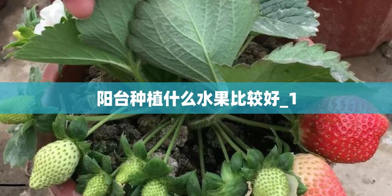 阳台种植什么水果比较好_1 阳台种植什么水果比较好_1