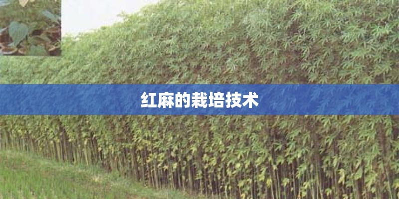 西瓜红红薯栽培技术