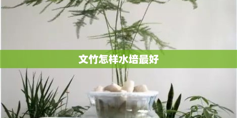 文竹怎样水培最好 文竹怎样水培最好