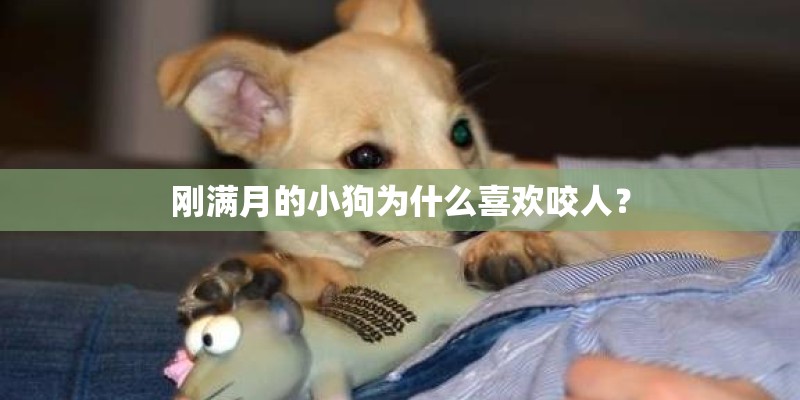 刚满月的小狗为什么喜欢咬人? 刚满月的小狗为什么喜欢咬人?