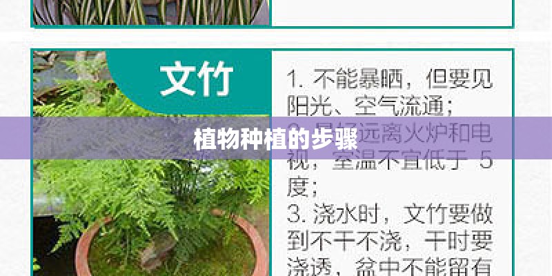 植物种植的步骤 植物种植的步骤