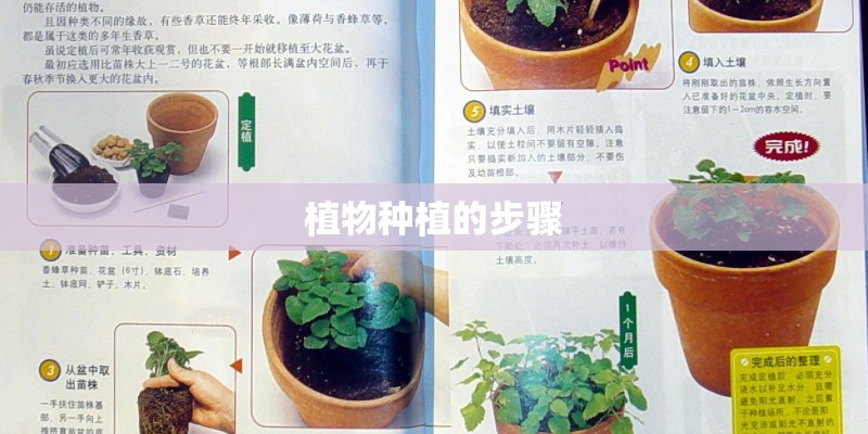 植物种植的步骤 植物种植的步骤