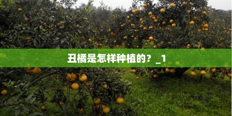 丑橘是怎样种植的？_1