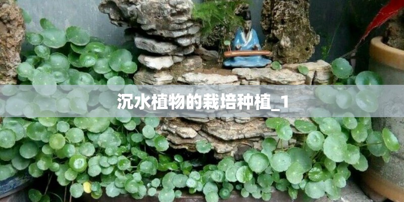 沉水植物的栽培种植_1 沉水植物的栽培种植_1