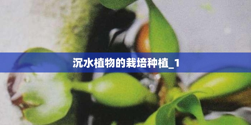 沉水植物的栽培种植_1 沉水植物的栽培种植_1