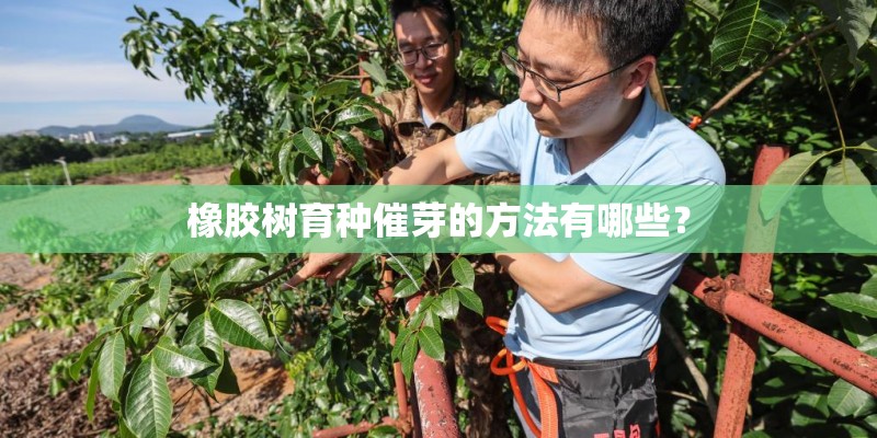 橡胶树育种催芽的方法有哪些? 橡胶树育种催芽的方法有哪些?