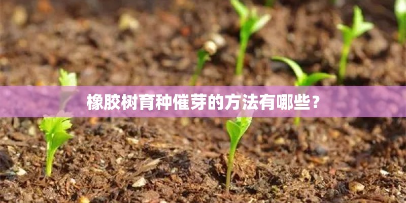 橡胶树育种催芽的方法有哪些? 橡胶树育种催芽的方法有哪些?
