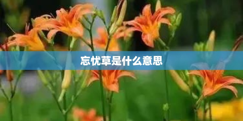 忘忧草是什么意思 忘忧草是什么意思