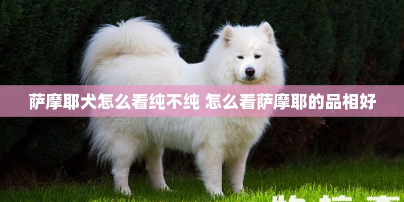 萨摩耶犬怎么看纯不纯 怎么看萨摩耶的品相好 萨摩耶犬怎么看纯不纯 怎么看萨摩耶的品相好