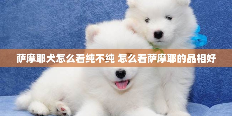 萨摩耶犬怎么看纯不纯 怎么看萨摩耶的品相好 萨摩耶犬怎么看纯不纯 怎么看萨摩耶的品相好