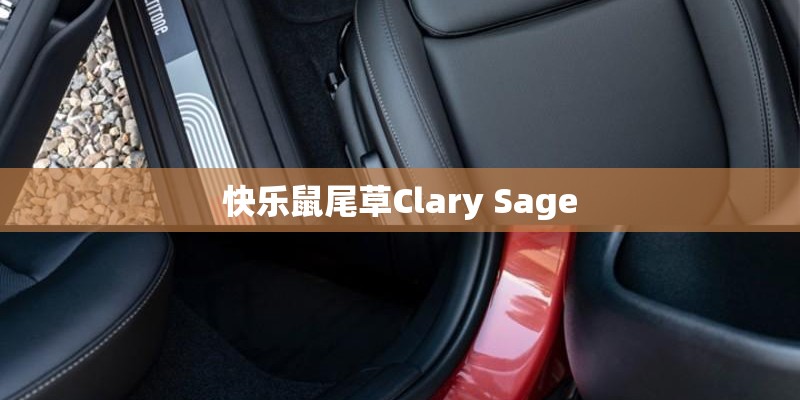 快乐鼠尾草Clary Sage 快乐鼠尾草Clary Sage