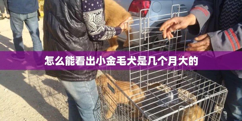 怎么能看出小金毛犬是几个月大的 怎么能看出小金毛犬是几个月大的