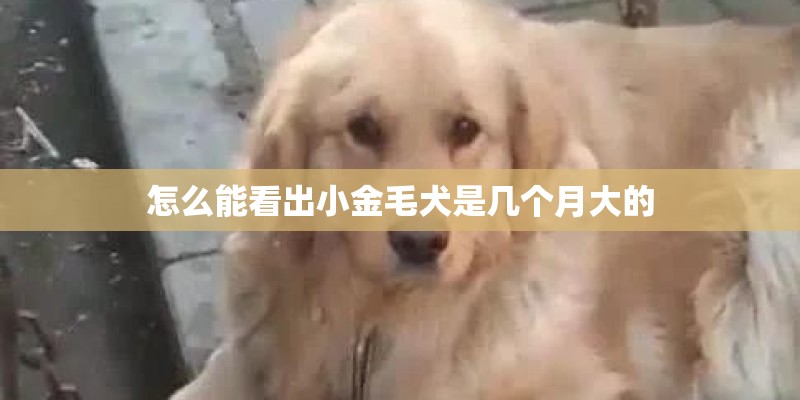怎么能看出小金毛犬是几个月大的 怎么能看出小金毛犬是几个月大的