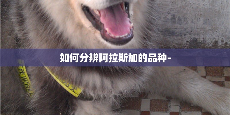 如何分辨阿拉斯加的品种- 如何分辨阿拉斯加的品种-