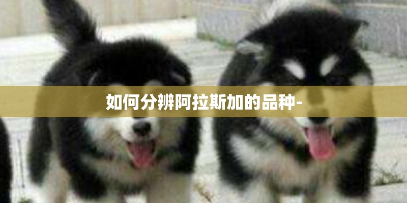 如何分辨阿拉斯加的品种- 如何分辨阿拉斯加的品种-