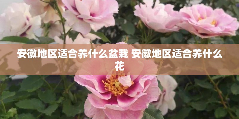 安徽地区适合养什么盆栽 安徽地区适合养什么花 安徽地区适合养什么盆栽 安徽地区适合养什么花
