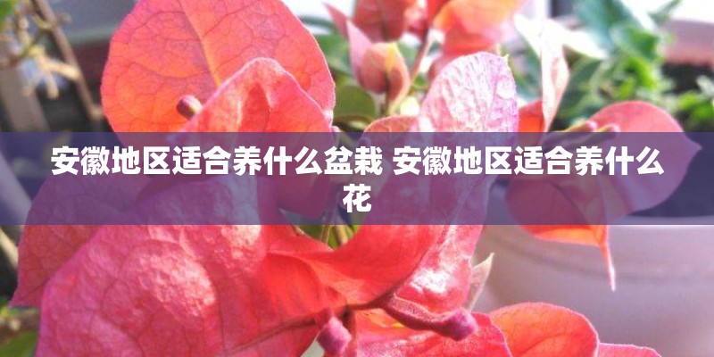 安徽地区适合养什么盆栽 安徽地区适合养什么花 安徽地区适合养什么盆栽 安徽地区适合养什么花
