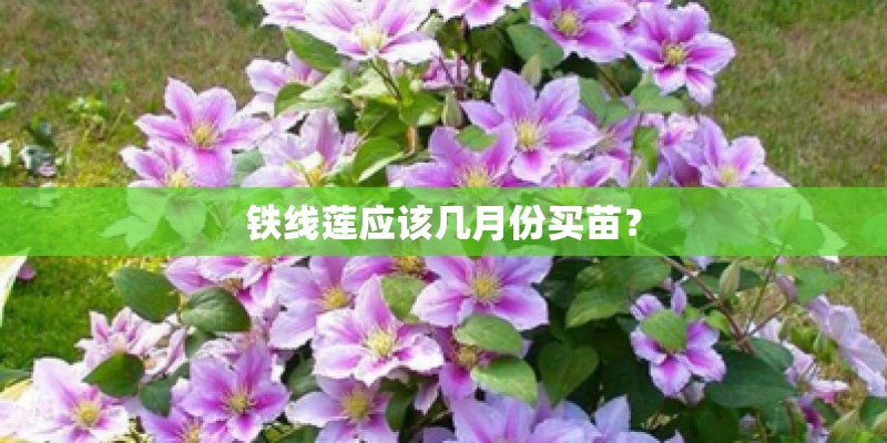 铁线莲应该几月份买苗? 铁线莲应该几月份买苗?