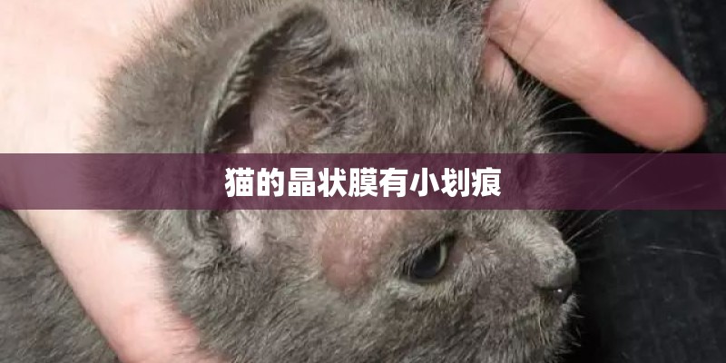 猫的晶状膜有小划痕 猫的晶状膜有小划痕