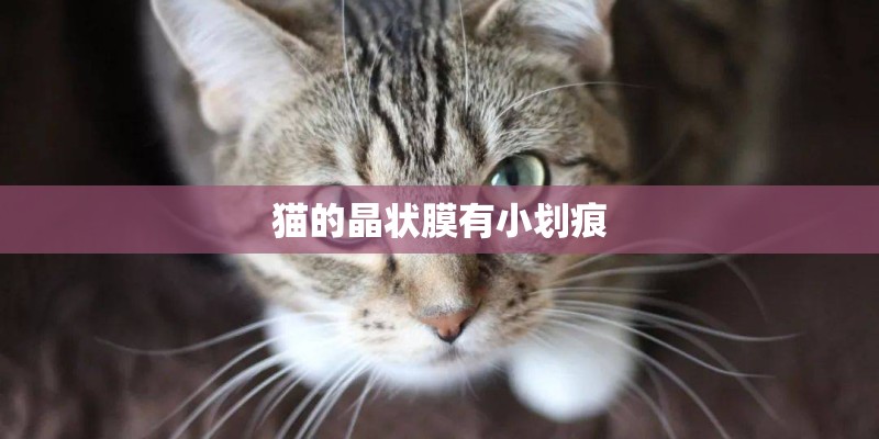 猫的晶状膜有小划痕 猫的晶状膜有小划痕