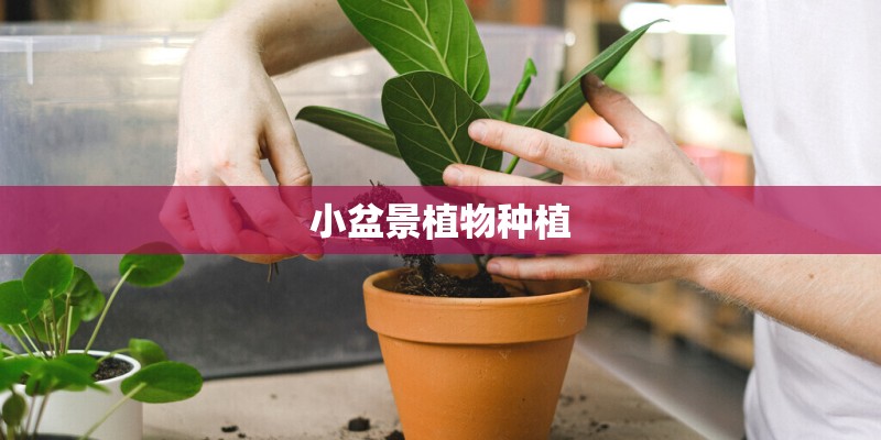 小盆景植物种植