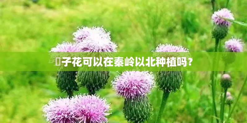 枙子花可以在秦岭以北种植吗? 枙子花可以在秦岭以北种植吗?