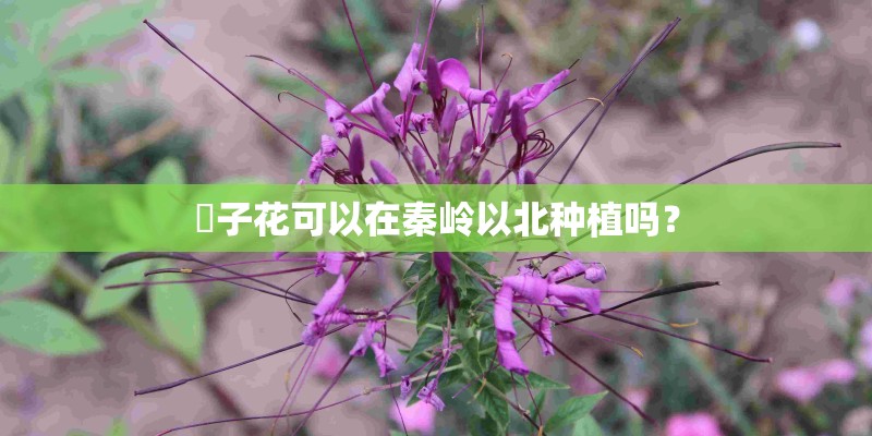 枙子花可以在秦岭以北种植吗? 枙子花可以在秦岭以北种植吗?