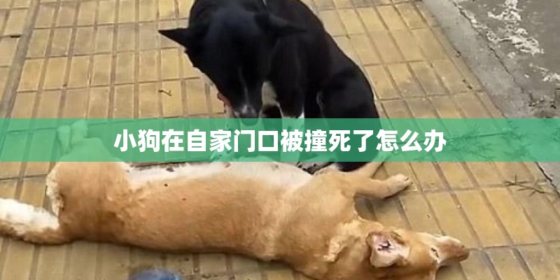 小狗在自家门口被撞死了怎么办