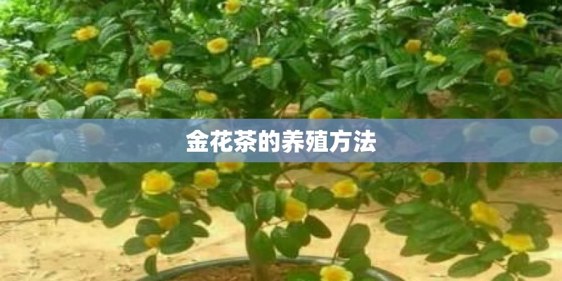 金花茶的养殖方法 金花茶的养殖方法
