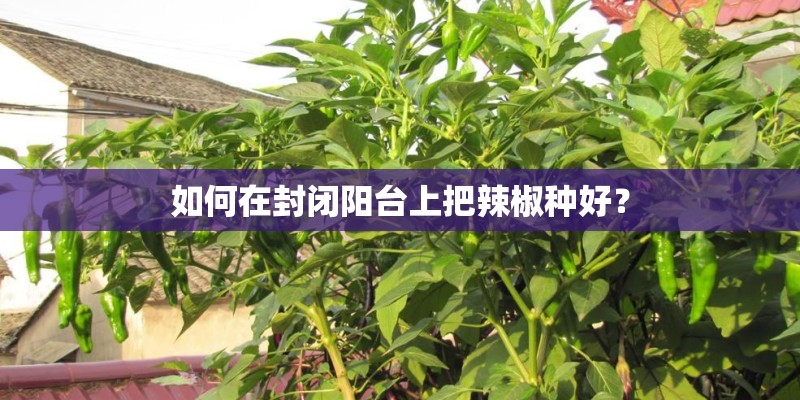 如何在封闭阳台上把辣椒种好? 如何在封闭阳台上把辣椒种好?