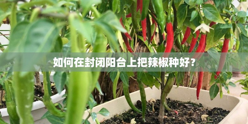 如何在封闭阳台上把辣椒种好? 如何在封闭阳台上把辣椒种好?
