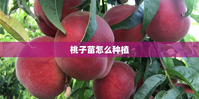 桃子苗怎么种植