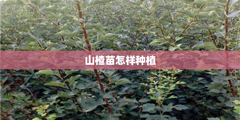山楂苗怎样种植