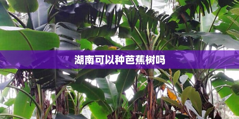 湖南可以种芭蕉树吗