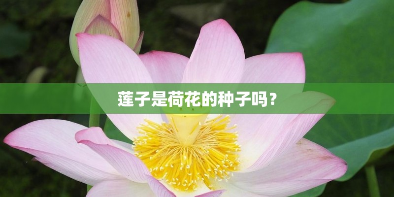 莲子是荷花的种子吗？
