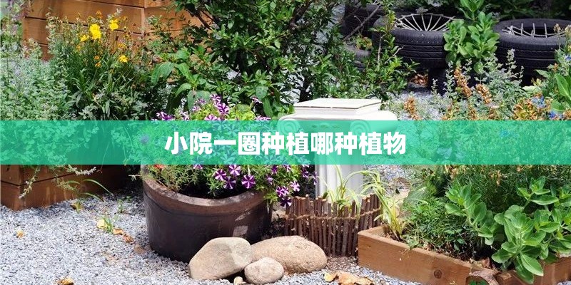 小院一圈种植哪种植物