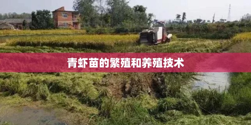 青虾苗的繁殖和养殖技术 青虾苗的繁殖和养殖技术