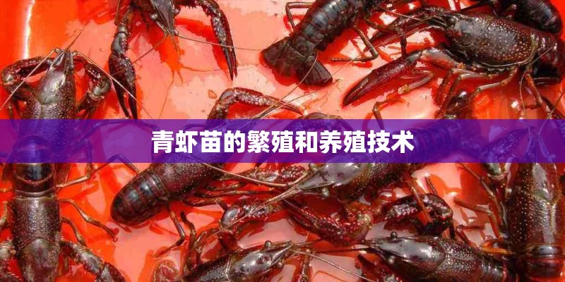 青虾苗的繁殖和养殖技术 青虾苗的繁殖和养殖技术