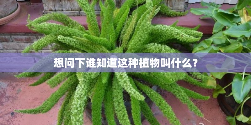 想问下谁知道这种植物叫什么？