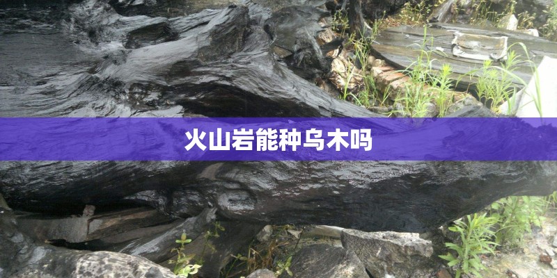 火山岩能种乌木吗