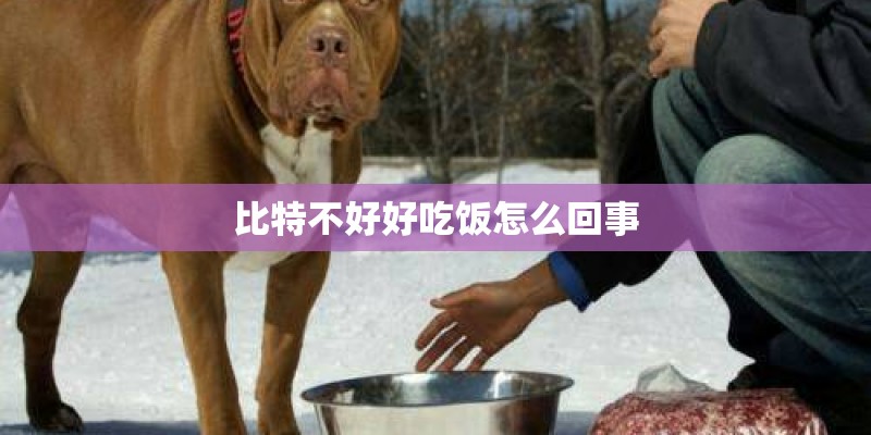 比特不好好吃饭怎么回事