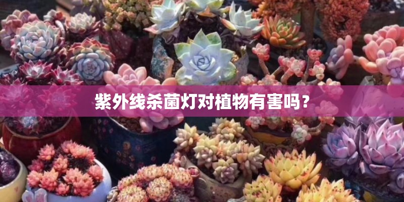 紫外线杀菌灯对植物有害吗？