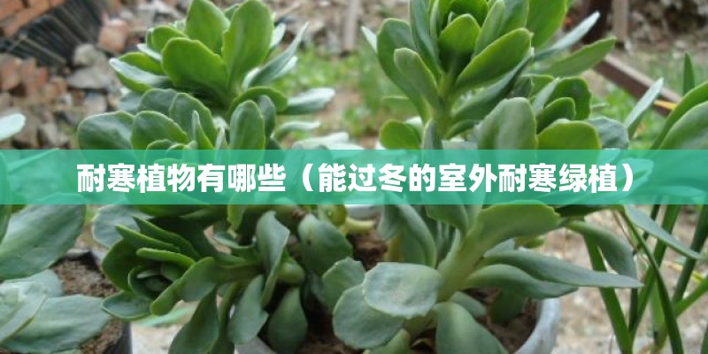 耐寒植物有哪些（能过冬的室外耐寒绿植）