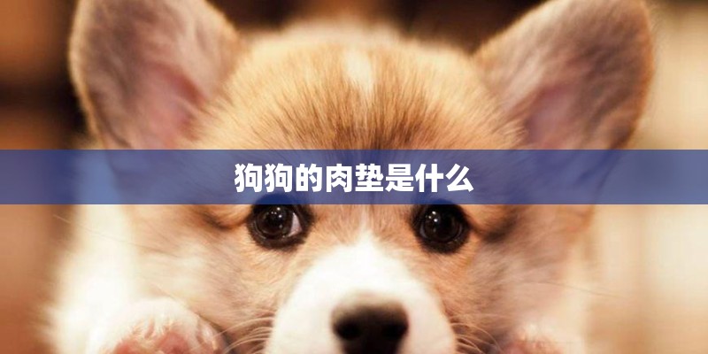 狗狗的肉垫是什么