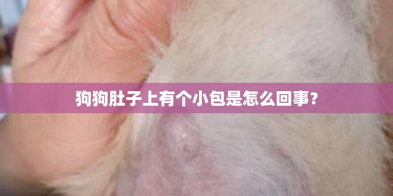 狗狗肚子上有个小包是怎么回事？