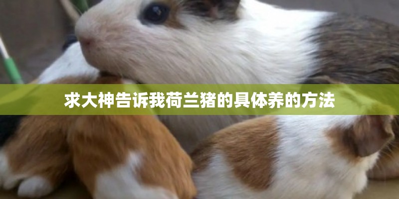 求大神告诉我荷兰猪的具体养的方法 求大神告诉我荷兰猪的具体养的方法